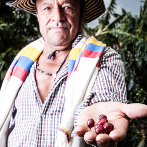 Colombian coffee farmer holding ripe red coffee cherries
