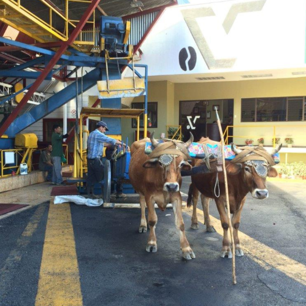 costaricacoffeedeliverybyoxcart Genuine Origin Coffee