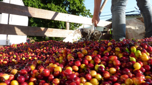 Shoveling fresh picked coffee cherries off the truck in Costa Rica