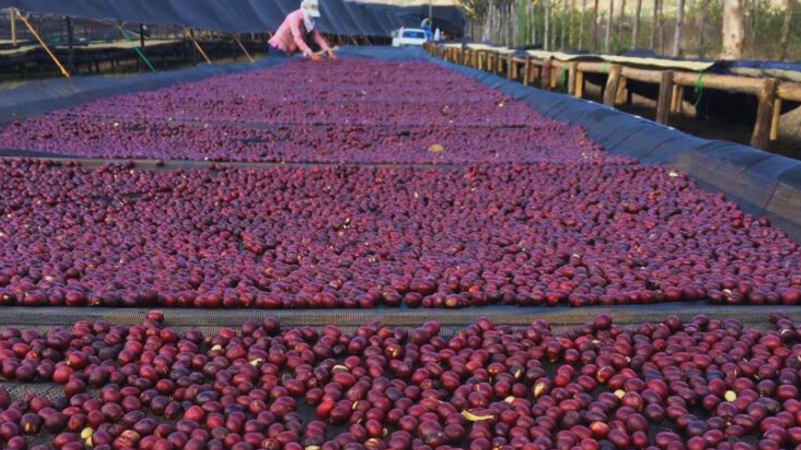 Coffee cherries drying on raised beds in Nicaragua