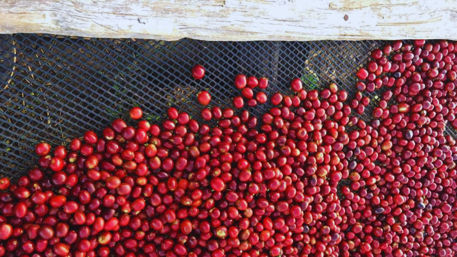 Gesha (Geisha) coffee cherries on raised bed in Ethiopia