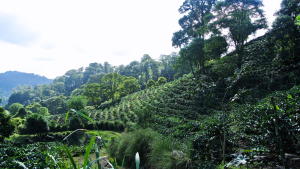 Nicaraguan coffee farm