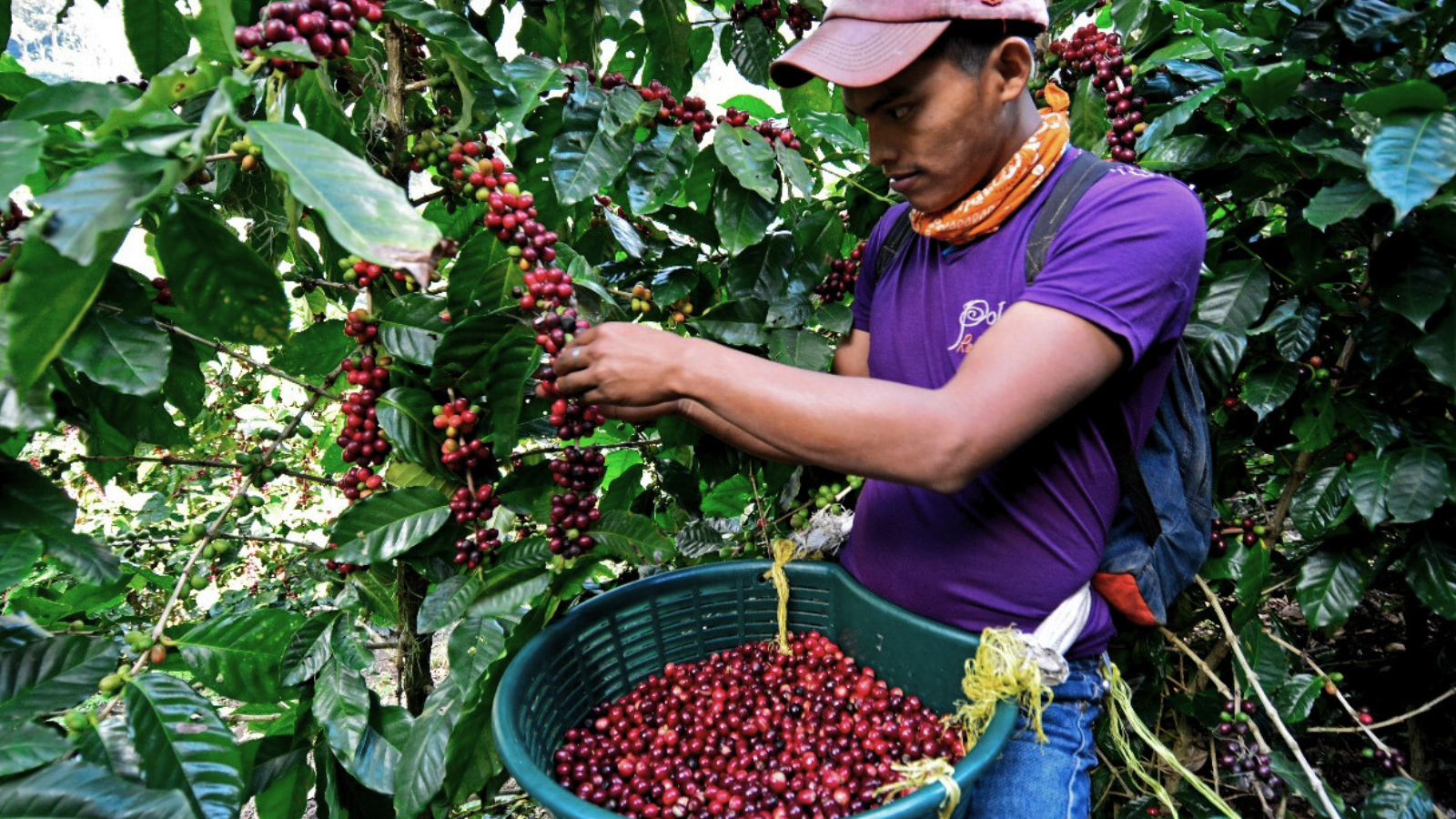 Nicaraguan coffee picker selecting ripe red coffee cherries during harvest