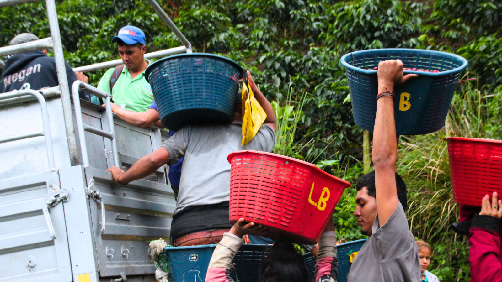 Nicaraguan coffee pickers delivering ripe red cherries to be transported to the wet mill