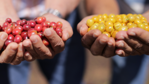 Red & Yellow bourbon coffee varieties