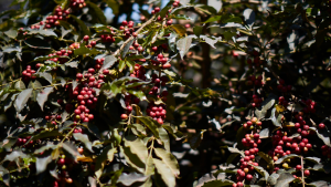 SL 34 coffee variety coffee cherries on Kenyan farm