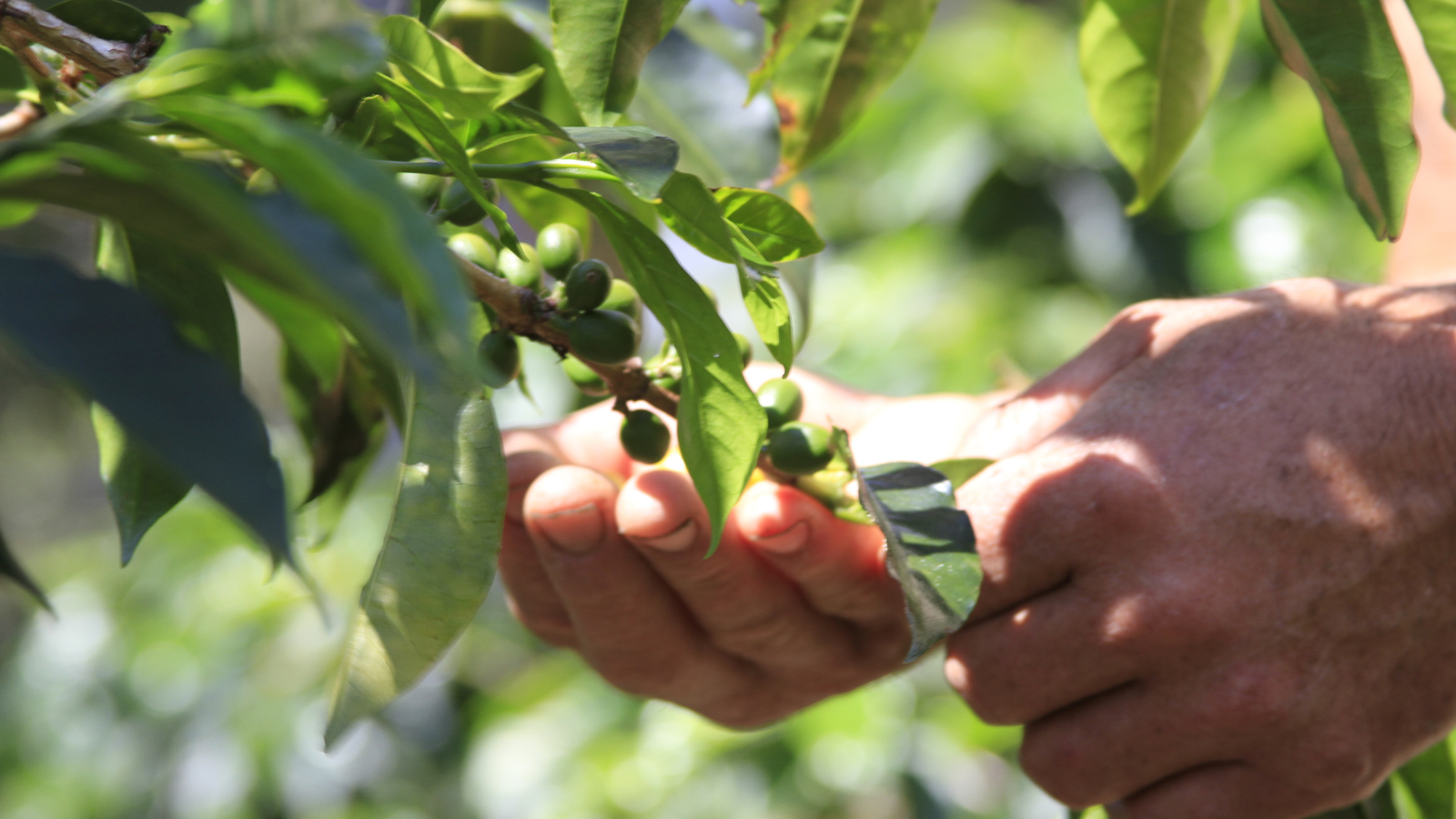 Picking El Salvador coffee cherries off coffee trees