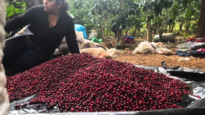 El Salvador Coffee Picker with coffee cherries