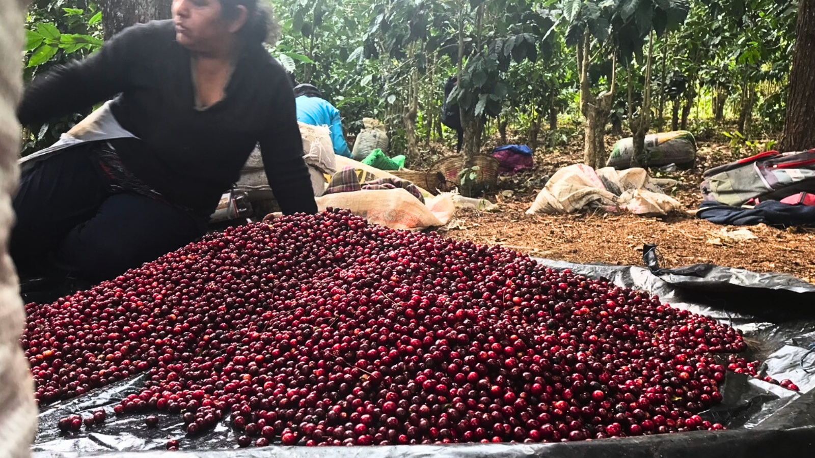 Coffee harvest in El Salvador