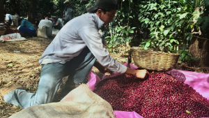 El Salvador coffee picker harvesting and sorting coffee cherries
