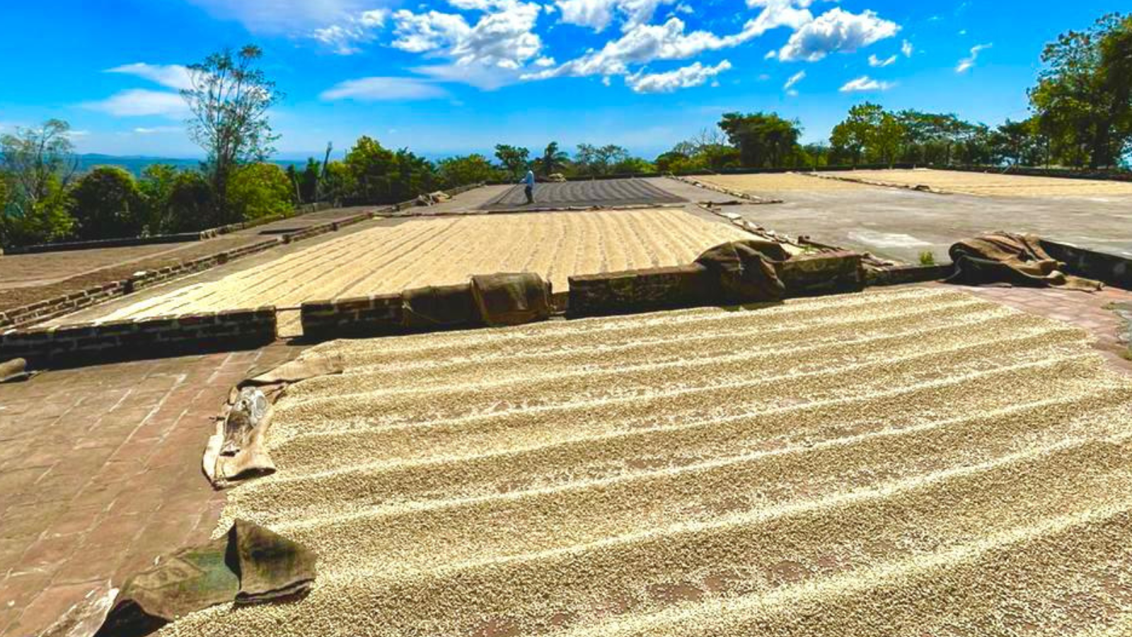 Drying green coffee on patios in El Salvador