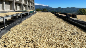 El salvador coffee drying on raised beds