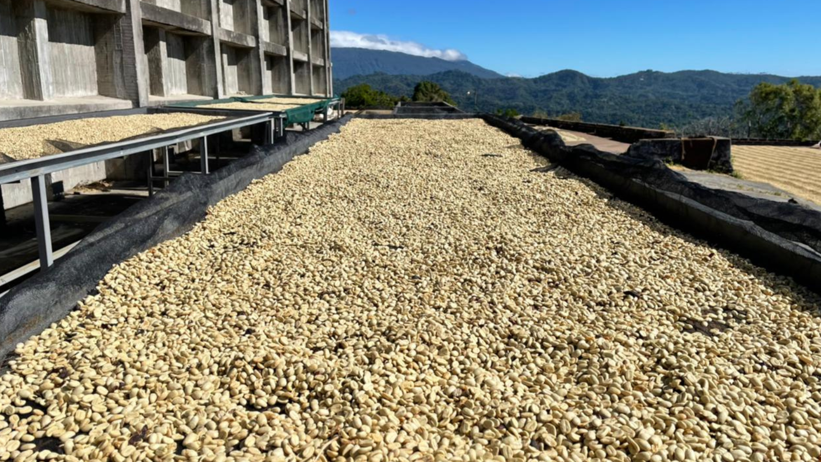 Green coffee drying on raised beds in El Salvador