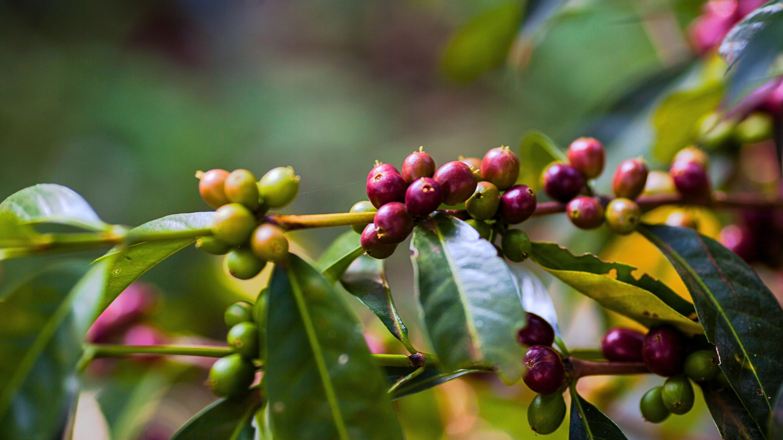 Forest-grown coffee cherries ripening in Ethiopia