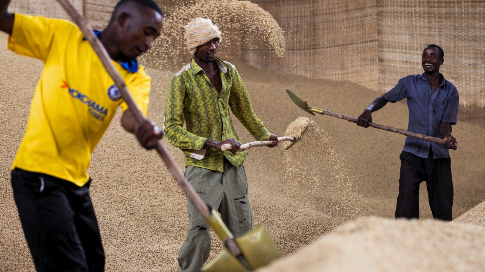 Men with shovels pitching dried coffee in preparation for export