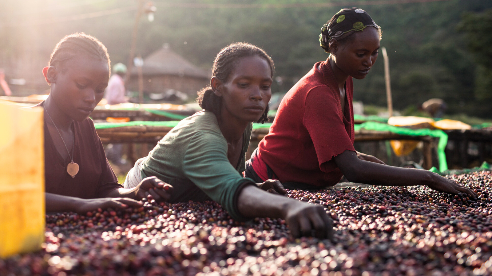 Women sorting Ethiopian natural processed coffee 