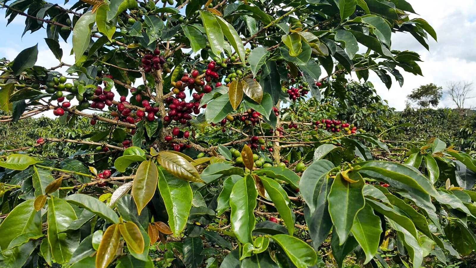Indonesia coffee cherries and coffee trees