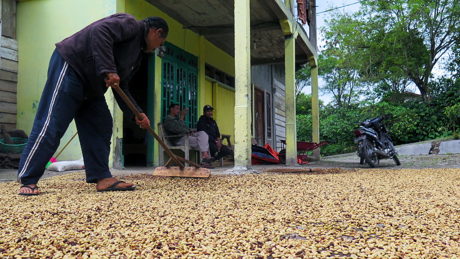 Smallholder Indonesian coffee farmer raking coffee so that it dries evenly