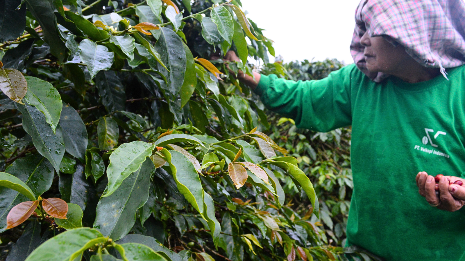 Indonesian coffee farmer picking ripe red coffee cherries