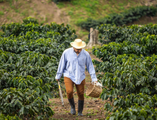 Honduras Coffee: A Deep Dive into History, Cultivation, and Flavor