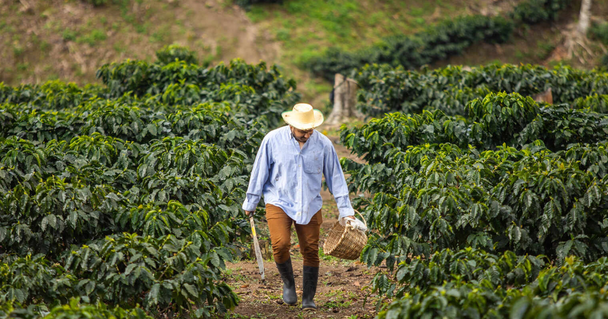Honduras coffee producer harvesting cherries with wicker basket and machete