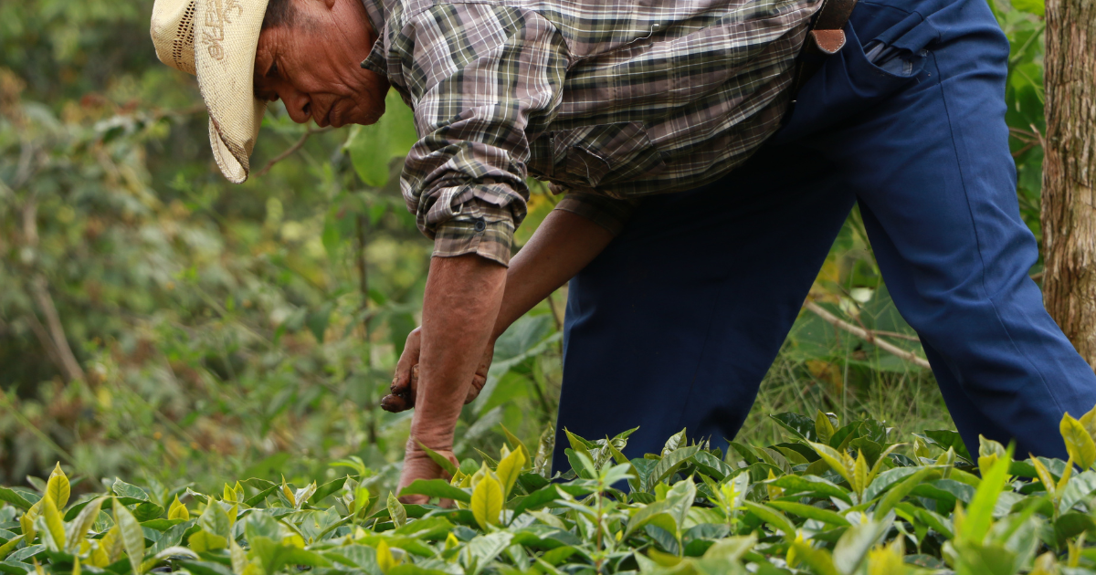 Honduran coffee farmer working in a coffee nursery