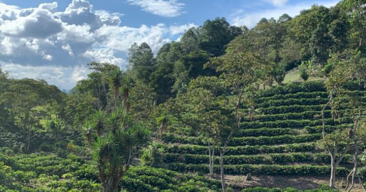 An idyllic coffee farm with neat rows of coffee trees amidst shade trees