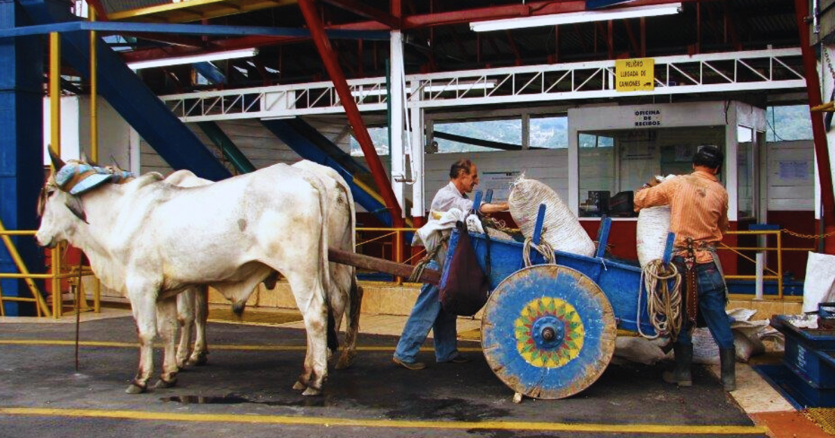 Costa Rica coffee being delivered by oxcart