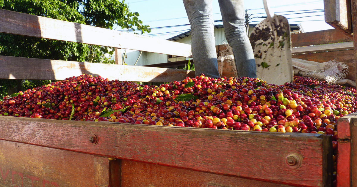 Costa Rican coffee cherries being delivered