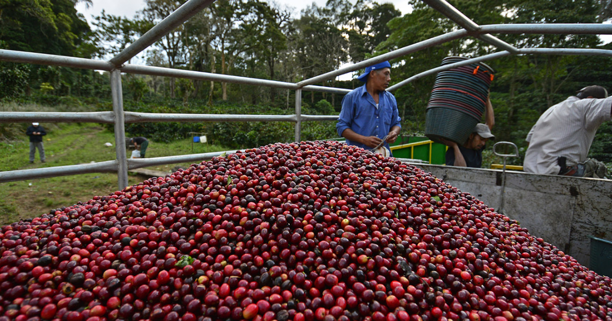 Nicaraguan coffee cherries collection