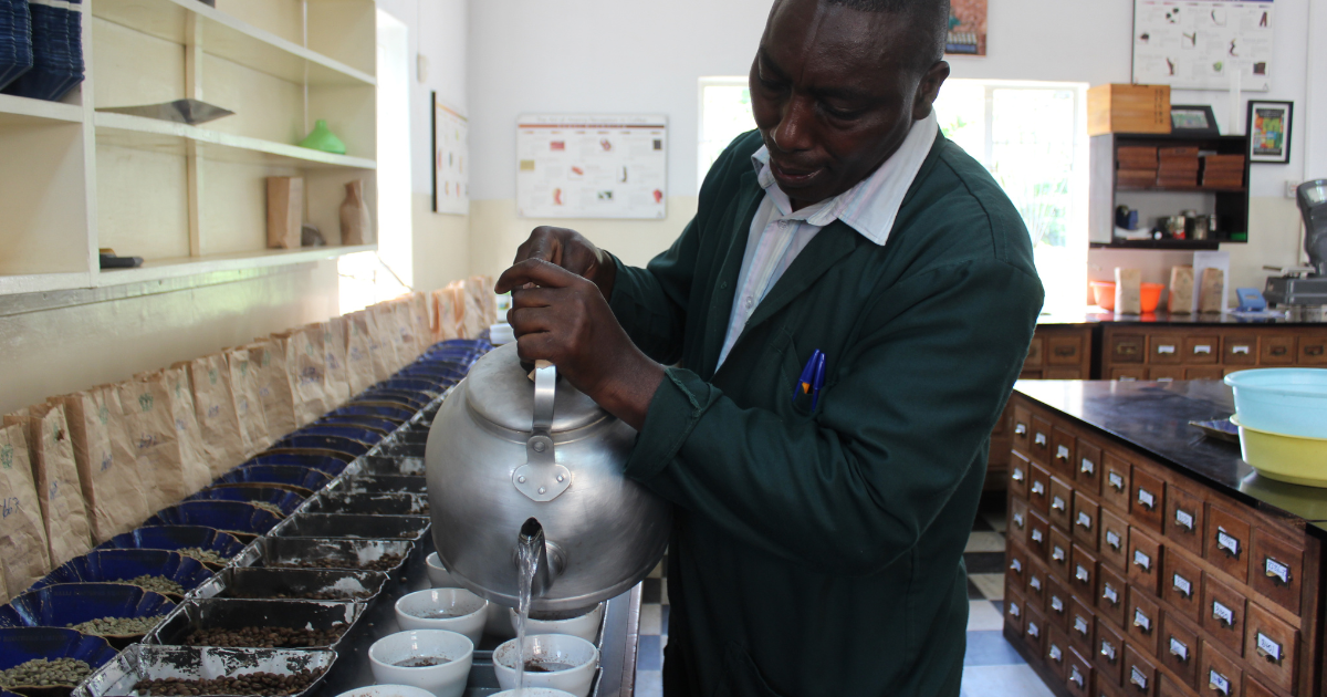 Quality control lab in Kenya setting up a table to be cupped