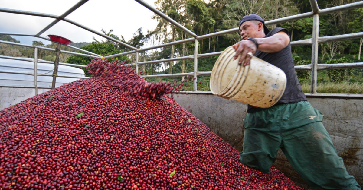 Nicaraguan coffee farmer tossing coffee cherries from a bucket