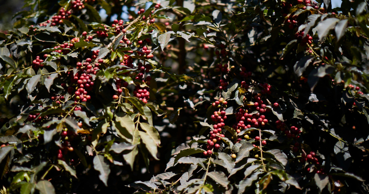 Ripe red Kenya coffee cherries