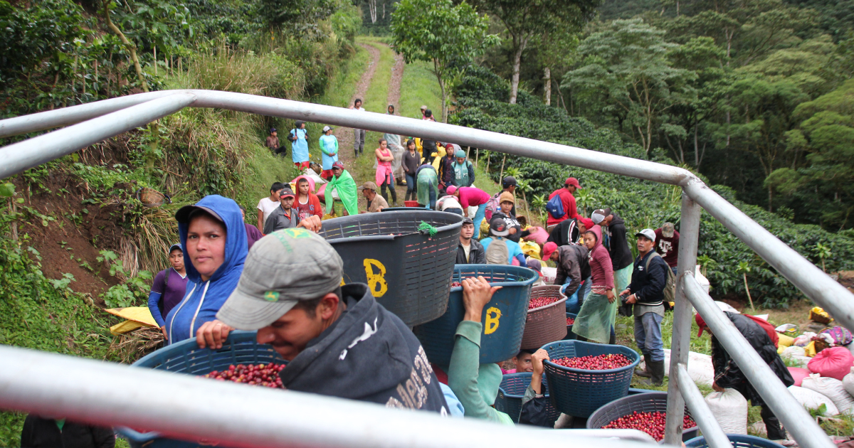 Nicaraguan coffee pickers bringing dropping off coffee cherries