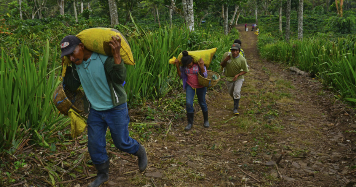 Nicaraguan coffee pickers carrying sacks of coffee