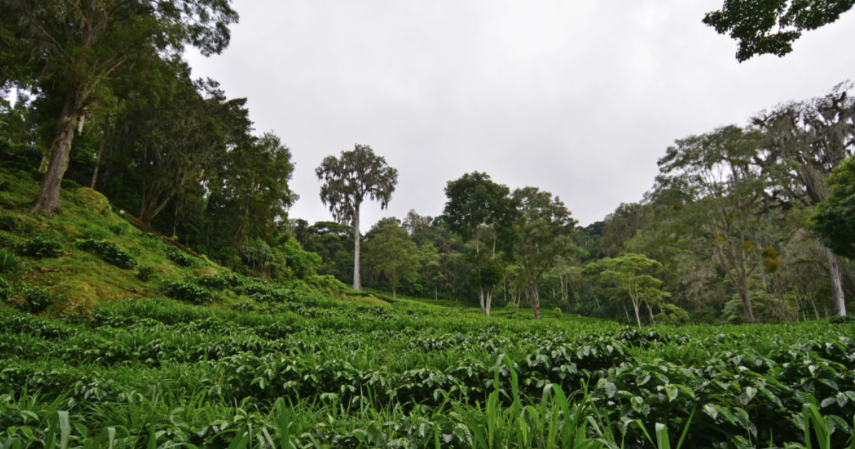 Micro-farm at La Bastilla Coffee Estate in Nicaragua