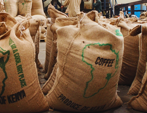 Kenyan Coffee | Origin Report 2024