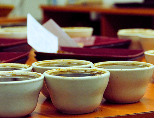 Coffee Cupping Fundamentals