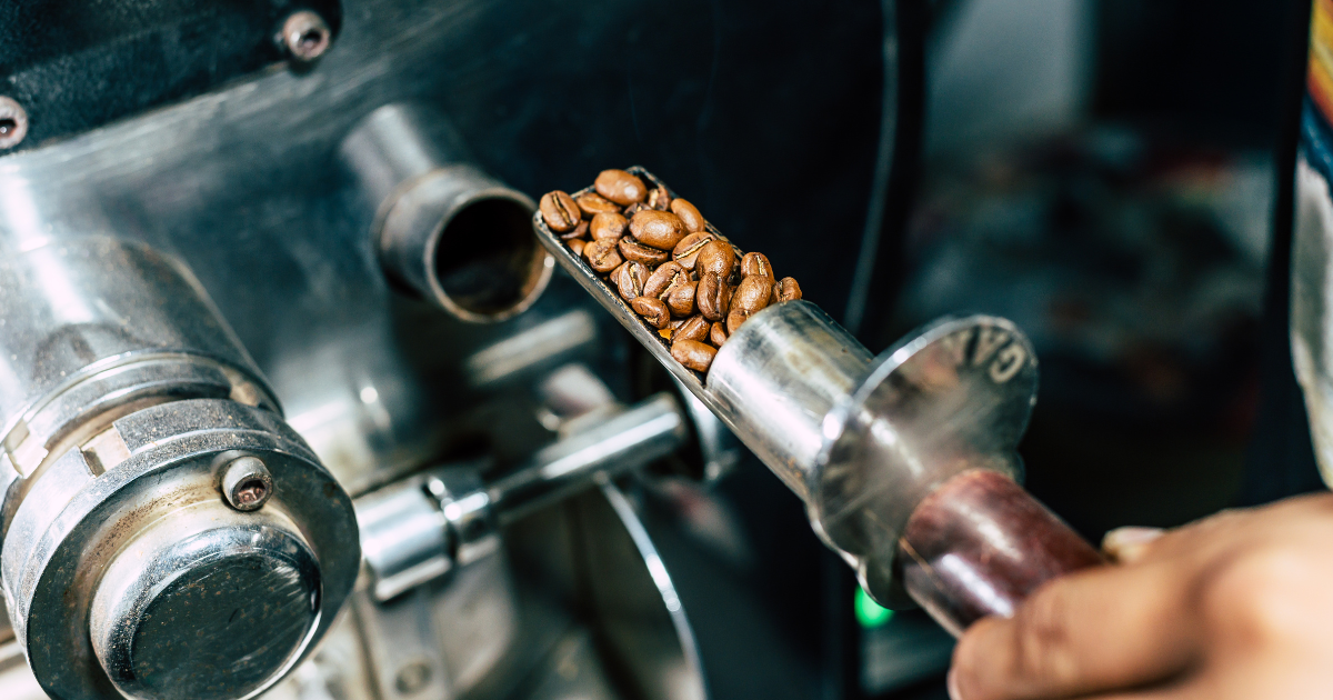 Coffee Roaster checking the roast level while roasting coffee