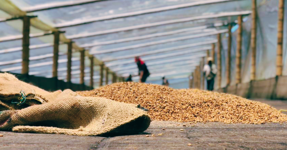 Turning green coffee that is being dried in a solar dryer