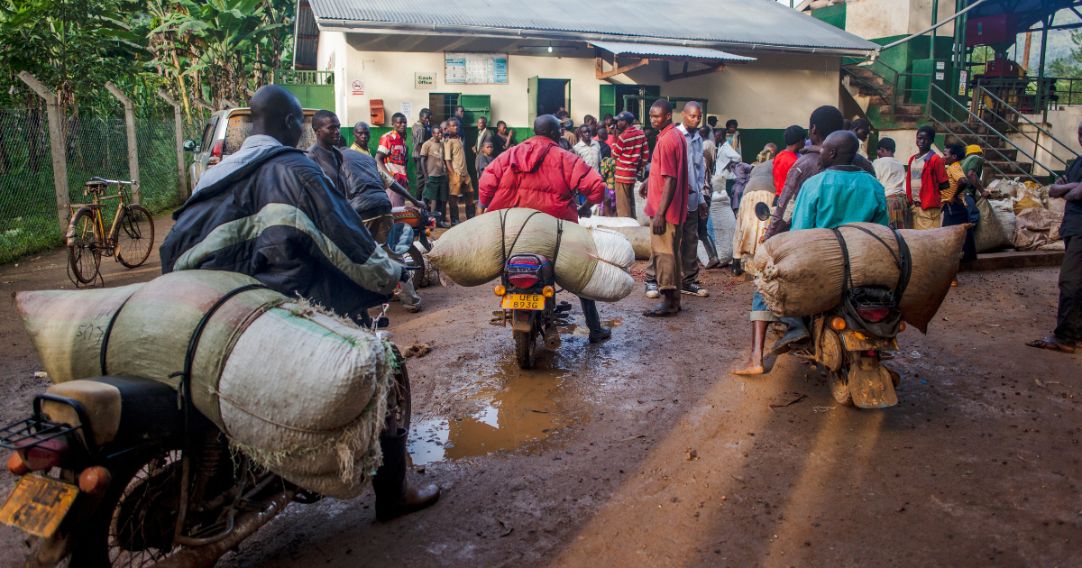 Producers delivering bags of coffee cherries to the wet mill in Mt Elgon - Genuine Origin Coffee Producers delivering bags of coffee cherries to the wet mill in Mt Elgon