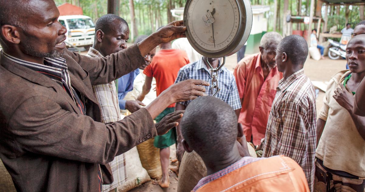 Weighing coffee cherries at our Mt Elgon washing station - Genuine Origin Coffee Weighing coffee cherries at our Mt Elgon washing station
