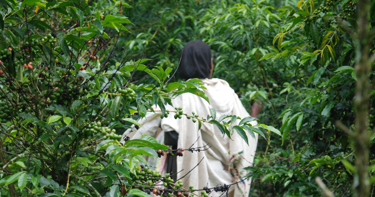 Picking coffee in the forests of Sidama in Ethiopia - Genuine Origin Coffee Picking coffee in the forests of Sidama in Ethiopia