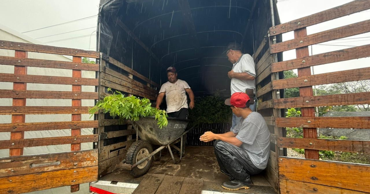 The Foundation Carcafé team in Colombia delivered 100000 baby shade trees to 900 coffee farmers in Colombias Meta department - Genuine Origin Coffee The Carcafé Foundation team in Colombia delivered 100,000 baby shade trees to 900 coffee farmers in Colombia's Meta department. Part of the broader sustainable coffee initiative.