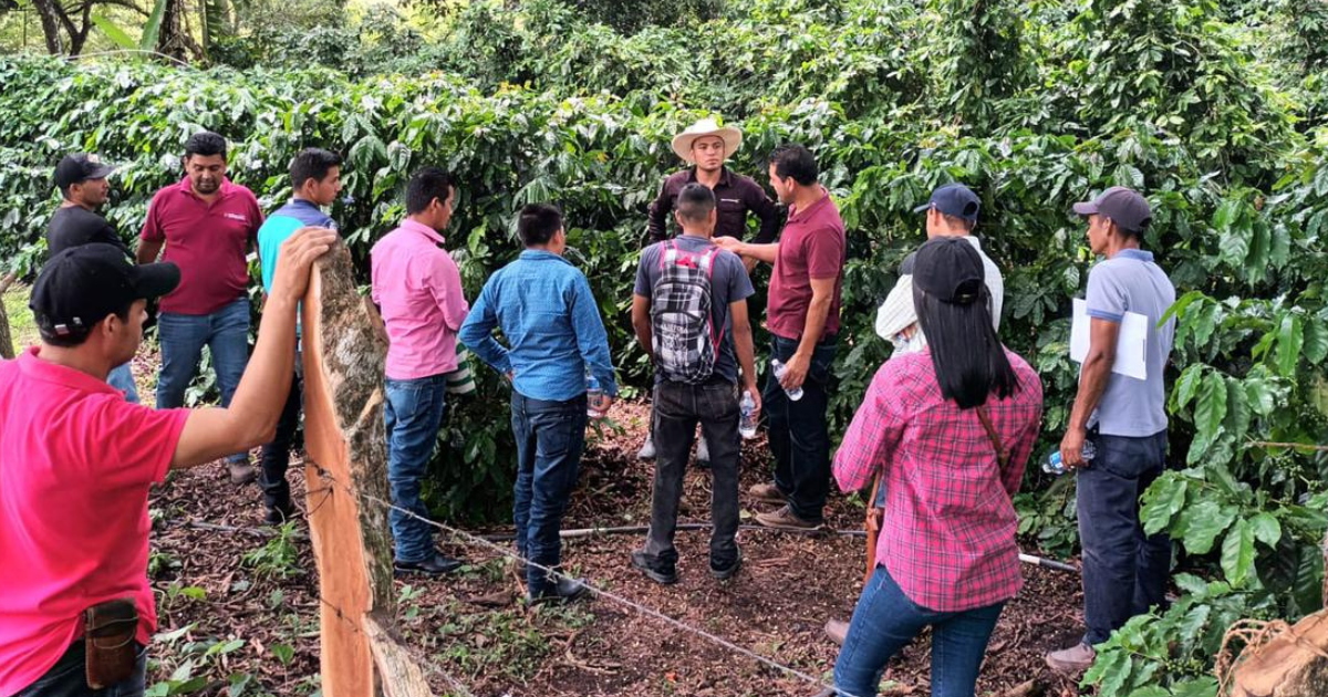Volcafe conducting farmer education in Honduras - Genuine Origin Coffee Volcafe conducting farmer education in Honduras to ensure a sustainable future for coffee.