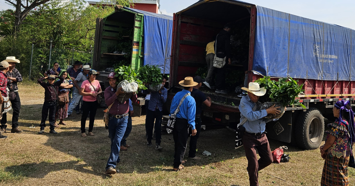 Volcafe distributing Marsellesa coffee plants in Guatemala - Genuine Origin Coffee Volcafe distributing Marsellesa coffee plants, a more sustainable coffee variety in Cubulco, Guatemala