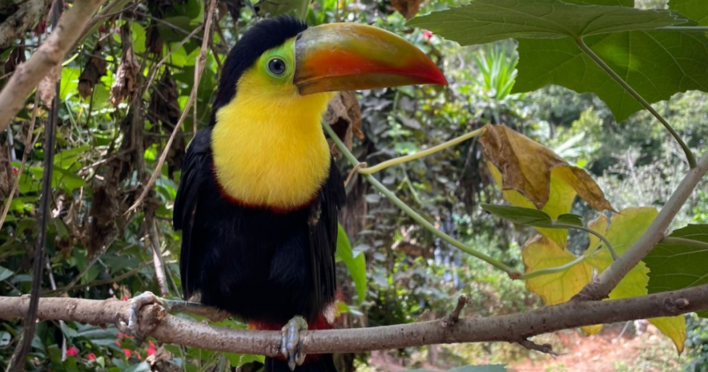 Our team in Honduras ran across this toucan on a coffee farm visit.